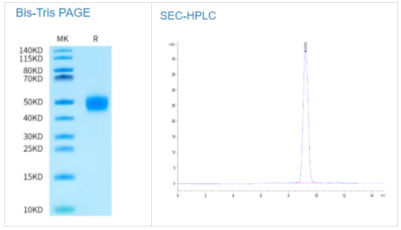 食蟹猴凝血因子III/組織因子蛋白