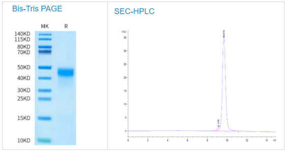 人激肽釋放酶5/KLK5蛋白