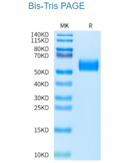 生物素化人類(lèi)CDH17/鈣粘蛋白17結(jié)構(gòu)域5-7蛋白