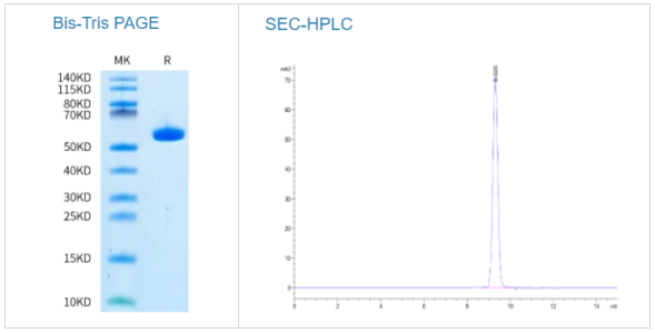 人HLA-A*11:01&B2M&EGFR WT(KITDFGLAK)單體蛋白