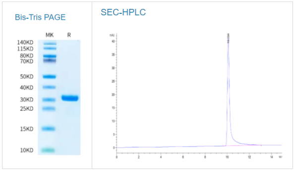 人激肽釋放酶7/KLK7蛋白(原形式)