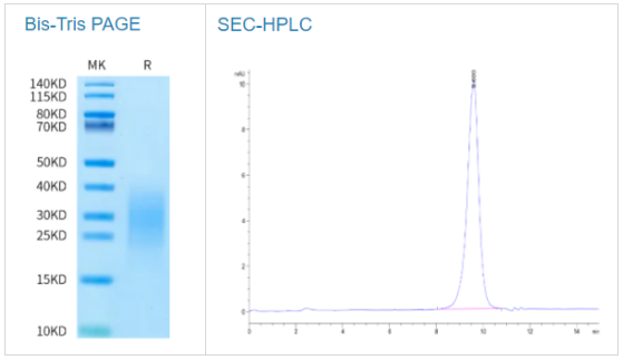 小鼠ALK-7/Activin RIC蛋白