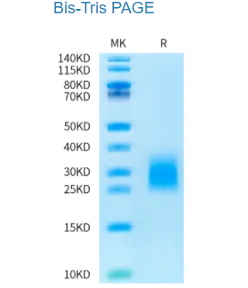 人類LSR蛋白純度