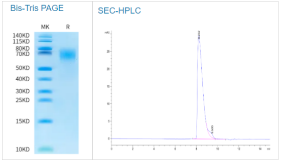  生物素化食蟹猴CEACAM-6/CD66c蛋白