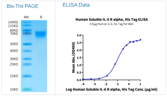 人類可溶性IL-6R alpha/CD126蛋白