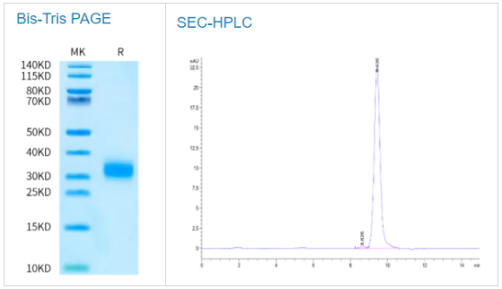 生物素化食蟹猴TRAIL R2/DR5/TNFRSF10B蛋白(伯胺標記)