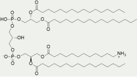 [干冰]氨基心磷脂(Amino-CL)