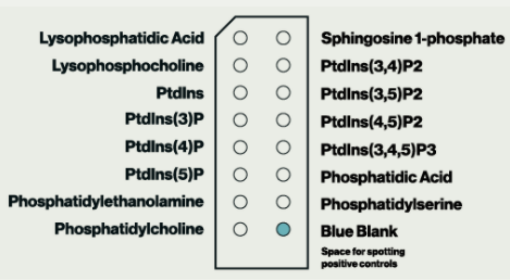 磷脂酰肌醇PIP Strips試紙條