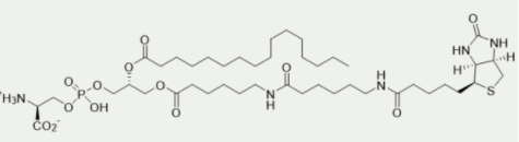 [干冰]生物素磷脂酰絲氨酸