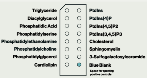 Membrane Lipid Strips