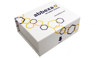 人α2-巨球蛋白（A2M）蛋白