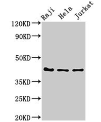 PAG 1抗體是一種針對(duì)PAG 1的兔多克隆抗體
