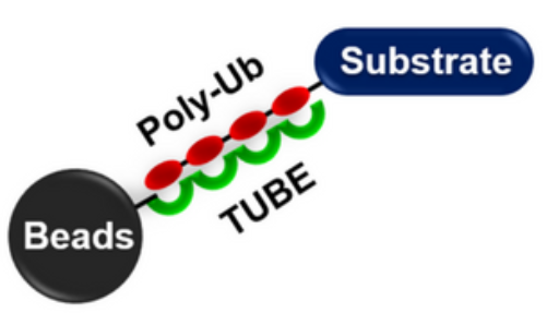 UM501M：高容量磁珠管1