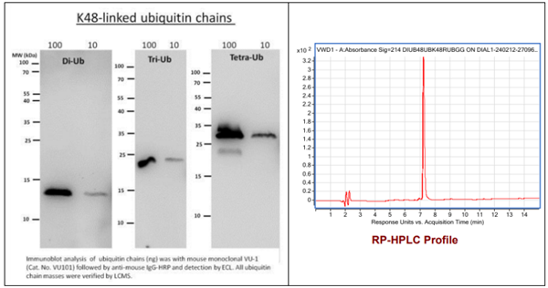 [干冰]K48連接的雙泛素