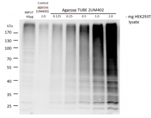 泛素串聯(lián)結(jié)合實(shí)體2,瓊脂糖偶聯(lián)