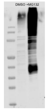 TUBE 2（高容量磁珠）
