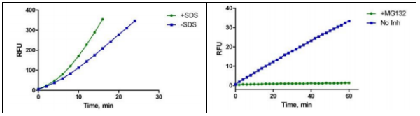 [干冰]20S蛋白酶體