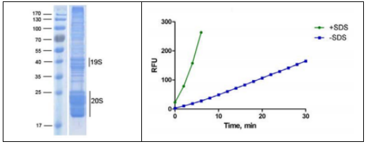 [干冰]26S蛋白酶體