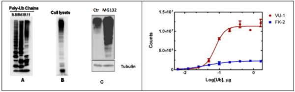 [干冰]抗泛素單克隆抗體(克隆VU-1)