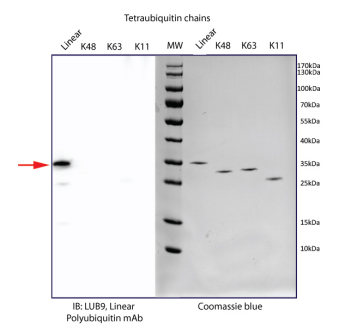 [干冰]線性多聚泛素單克隆抗體(克隆LUB9)