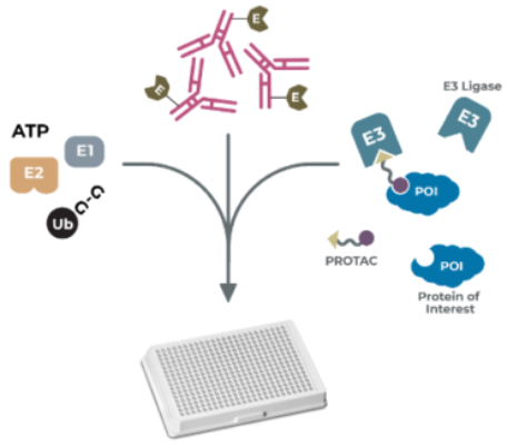 蛋白質(zhì)降解靶向嵌合體（PROTACs）