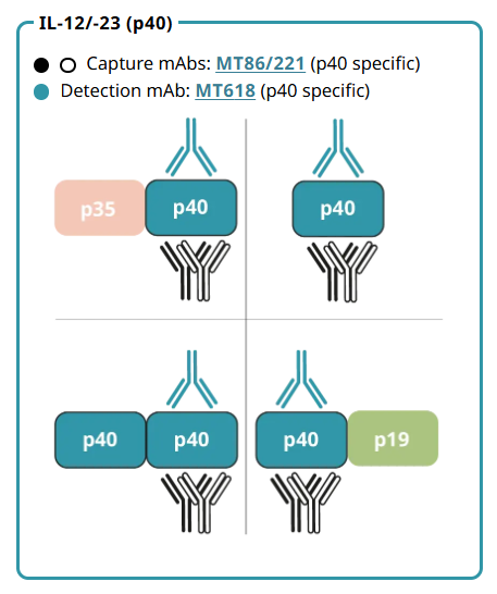 IL-12丨-23 (p40).png