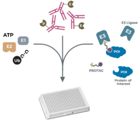 [干冰]PA770-PROTAC VHL/鼠源