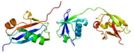[干冰]SUMO E1活化酶