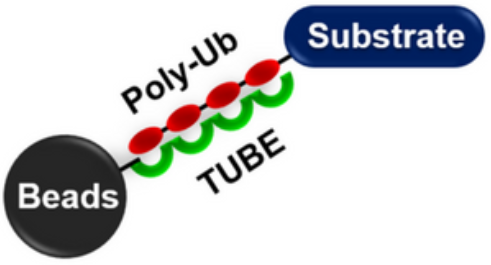 [干冰]TUBE 1(FLAG標(biāo)簽)