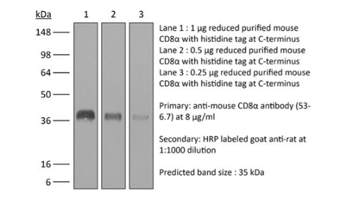 InVivoMAb抗小鼠CD8α
