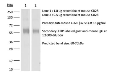 InVivoMAb抗小鼠CD28