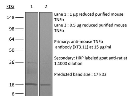 InVivoMAb抗小鼠TNFα