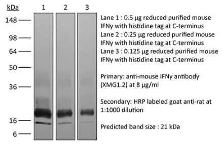 InVivoMAb抗小鼠IFNγ