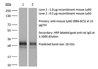 InVivoMAb抗小鼠Ly6G/Ly6C(Gr-1)