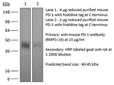InVivoMAb抗鼠PD-1（CD279）