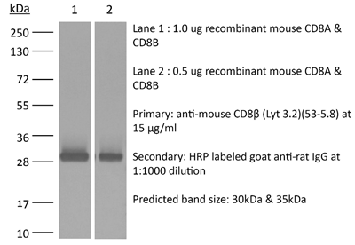 InVivoMAb抗小鼠CD8β(Lyt 3.2)