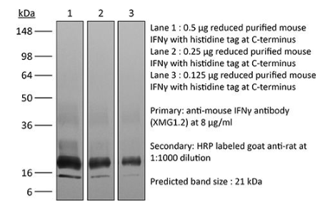 IFNγ受體幾乎在所有細(xì)胞類型上都有表達(dá)，除了成熟紅細(xì)胞。XMG1.2抗體是一種中和抗體。