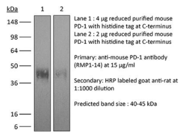 InVivoPlus抗小鼠PD-1(CD279)