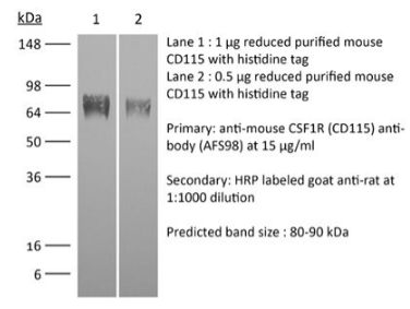 InVivoMAb抗鼠CSF1R（CD115）