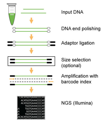 EpiNext NGS條形碼（索引）套裝中的條形碼可用于單端、雙端和多重測(cè)序，并且與Illumina NGS的各種文庫(kù)制備工作流程兼容