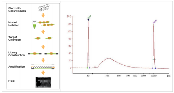 EpiNext染色質(zhì)可及性測序快速試劑盒