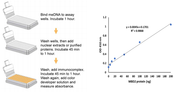 EpiQuik MBD 2結(jié)合活性/抑制測定Ultra試劑盒