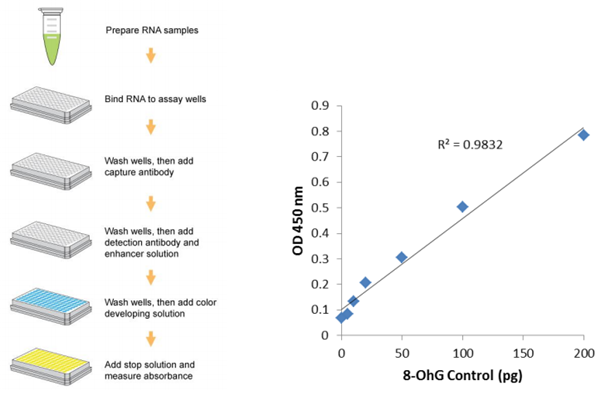 EpiQuik 8-OhG RNA損傷定量直接試劑盒（比色法）