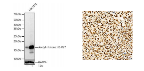 組蛋白H3K27ac（乙酰化H3K27）多克隆抗體