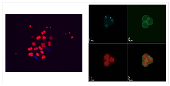 MuERVL-Gag多克隆抗體