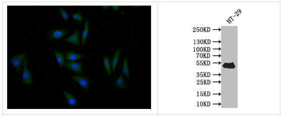 TP53重組單克隆抗體