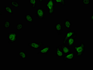 Epigentek-CDC5L重組單克隆抗體[1E3]