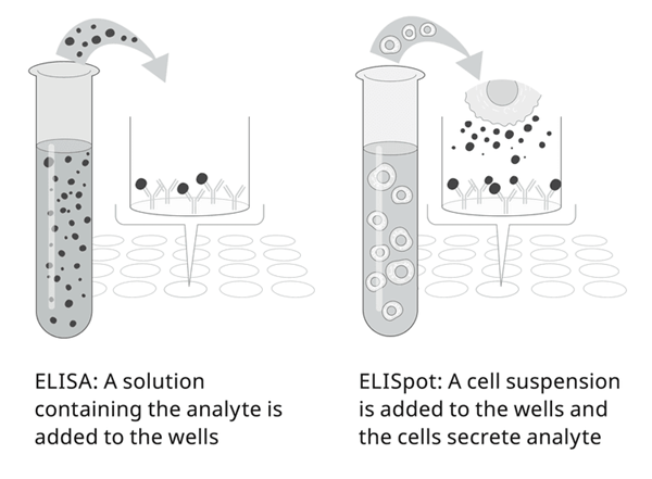 ELISpot-1.png