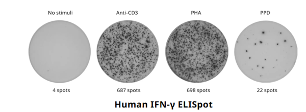 ELISpot-2.png