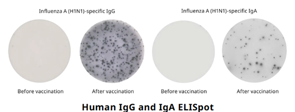 ELISpot-3.png